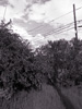 Clouds, wires & shrubs, Alameda, California, Spring 2005