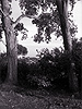 Trees, Crab Cove, Alameda, California, Spring 2006