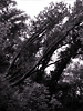 Woods no. 3, Point Reyes, California, Spring 2008