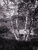 Woods no. 8, Point Reyes, California, Spring 2008