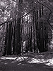 Man resting, Redwood grove, Mill Valley, California, Spring 2007