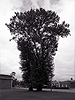Tree, Peter & Paul Fortress, St. Petersburg, Russia, Summer 2008
